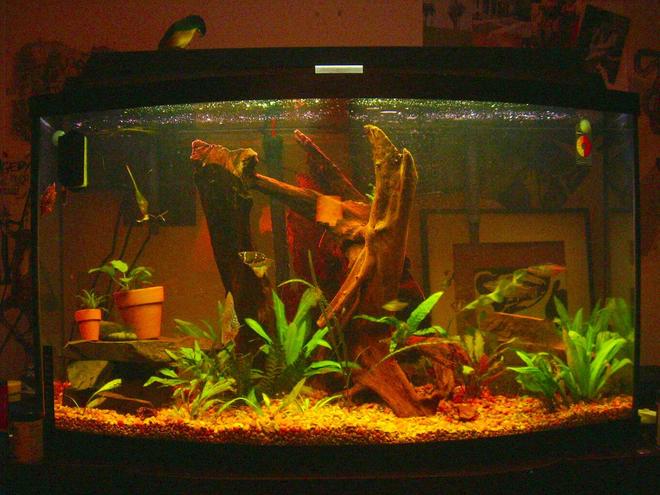 46 gallons planted tank (mostly live plants and fish) - 46 bow tank. Someone was throwing this away.