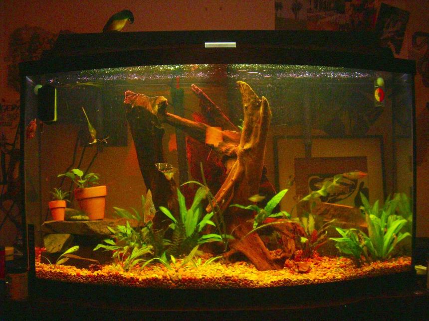 Rated #196: 46 Gallons Planted Tank - 46 bow tank. Someone was throwing this away.