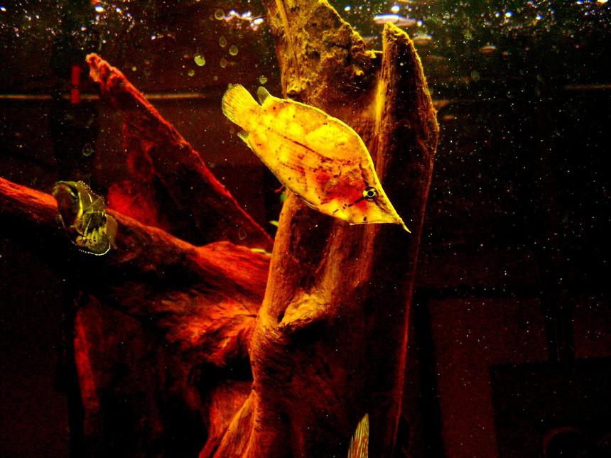 Rated #33: Freshwater Fish - Sphaerichthys Osphromenoides - Chocolate Gourami Stocking In 46 Gallons Tank - Leaf Fish. Chocolate Gourami.