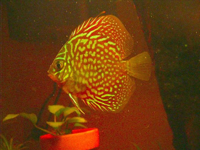 freshwater fish stocking in 46 gallons tank - The cosmic one. -Discus.