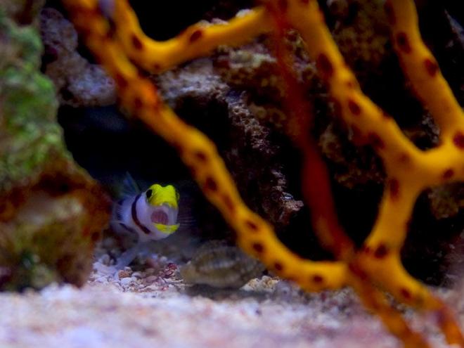 corals inverts - diodogorgia nodulifera - yellow finger gorgonian stocking in 26 gallons tank - My hi fin red banded shrimp goby, Aria, telling a nassarius snail to beat it.
