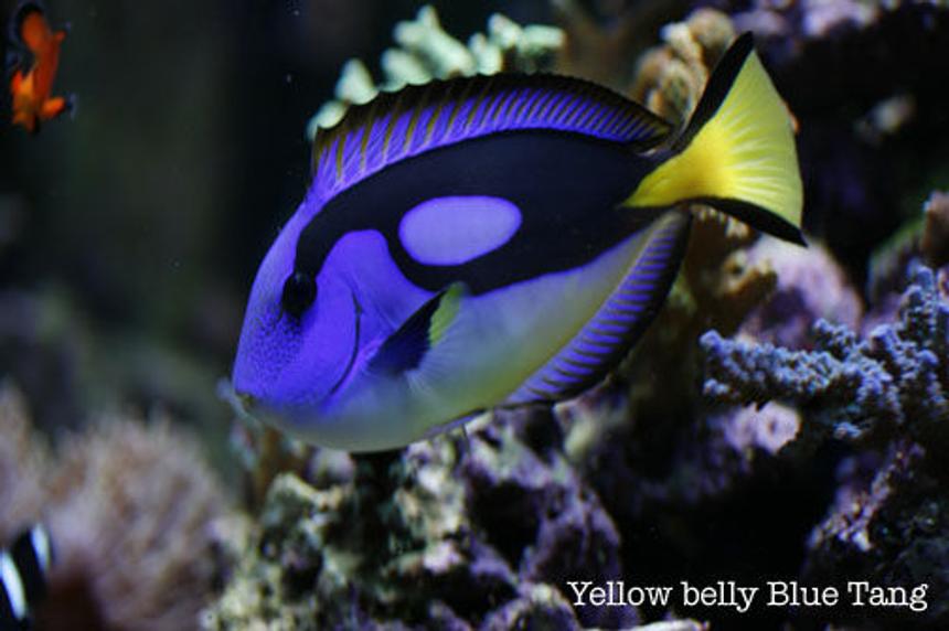 Rated #11: Saltwater Fish - Paracanthurus Hepatus Var. - Blue & Yellow Hippo Tang Stocking In 120 Gallons Tank - African yellow belly blue tang