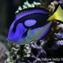 saltwater fish - paracanthurus hepatus var. - blue & yellow hippo tang stocking in 120 gallons tank - African yellow belly blue tang