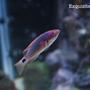 saltwater fish - cirrhilabrus exquisitus - exquisite wrasse stocking in 120 gallons tank - Exquisite Wrasse