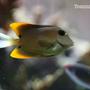 saltwater fish - ctenochaetus tominiensis - bristletooth tomini tang stocking in 120 gallons tank - Tomini tang
