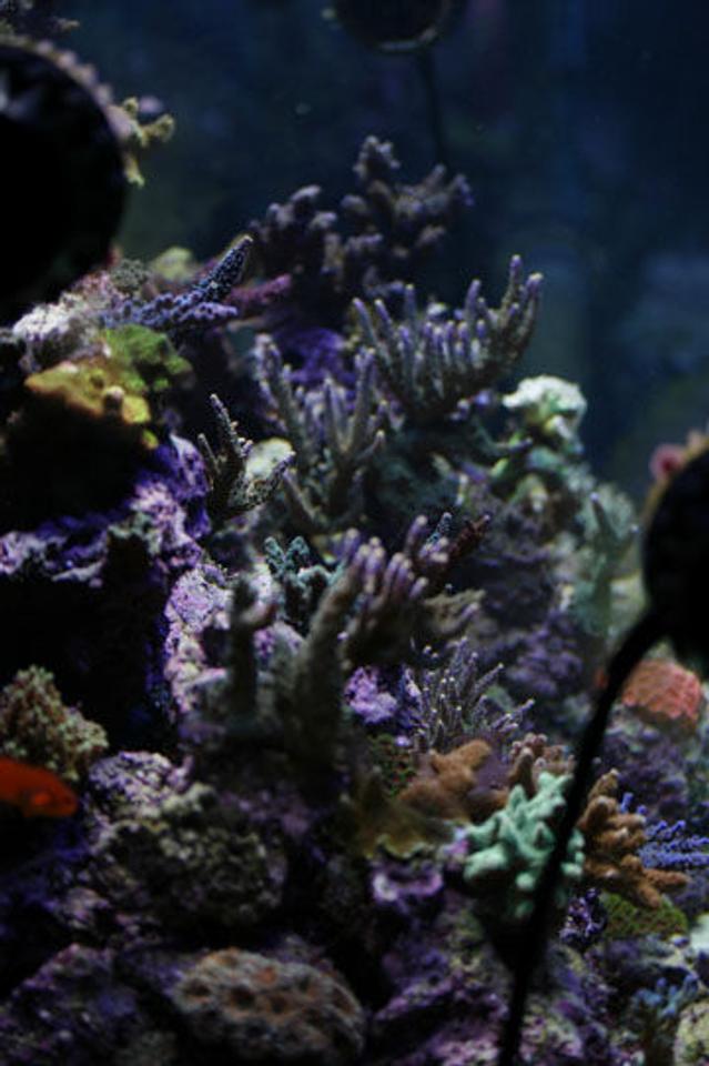 corals inverts - acropora sp. - branching acropora coral stocking in 120 gallons tank - 120 gallon reef
