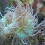 corals inverts - catalaphyllia jardinei - elegance coral stocking in 125 gallons tank - Australian Elegance Coral