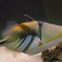 saltwater fish - rhinecanthus aculeatus - humu picasso triggerfish stocking in 125 gallons tank - Picasso Trigger Fish. She's very photogenic and I caught her at Diamond Head in Hawaii. She put up a good fight!