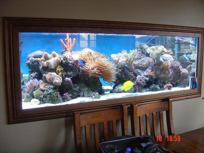 185 gallons reef tank (mostly live coral and fish) - my tank