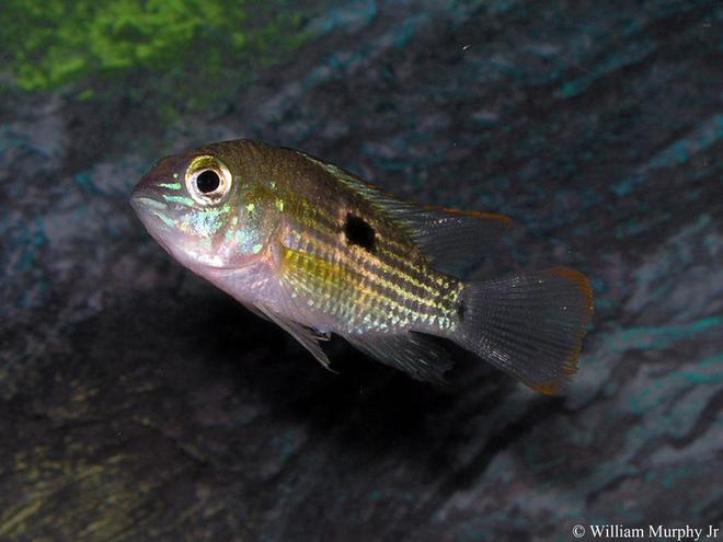 freshwater fish - aequidens rivulatus - green terror stocking in 36 gallons tank - Green Terror Cichlid
