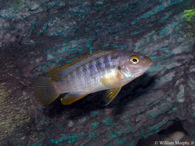 freshwater fish - iodotropheus sprengerae - rusty cichlid stocking in 36 gallons tank - Rusty Cichlid
