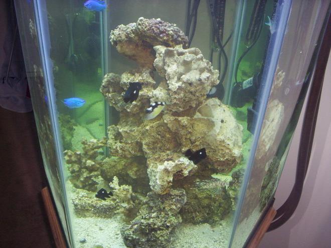 60 gallons saltwater fish tank (mostly fish, little/no live coral) - 2mths in.