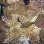saltwater fish - balistapus undulatus - undulate triggerfish stocking in 60 gallons tank - n/a
