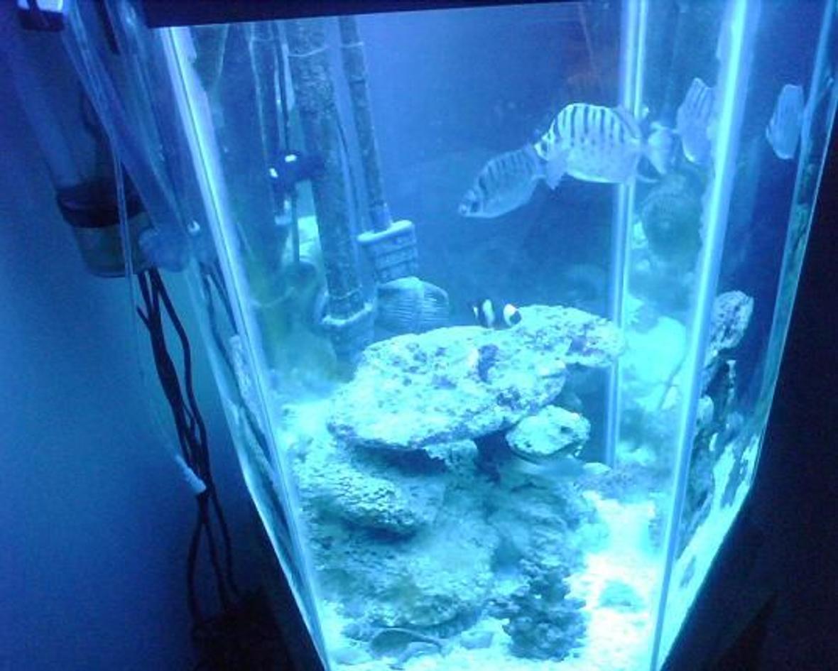 60 gallons freshwater fish tank (mostly fish and non-living decorations) - n/a