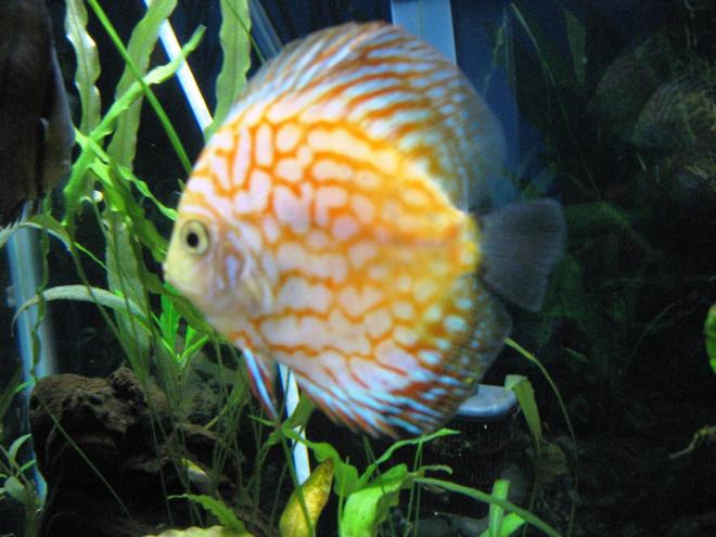 freshwater fish - symphysodon spp. - pigeon blood discus stocking in 55 gallons tank - Pigeon Blood Discus