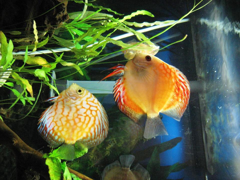 freshwater fish - symphysodon spp. - pigeon blood discus stocking in 55 gallons tank - My Discus