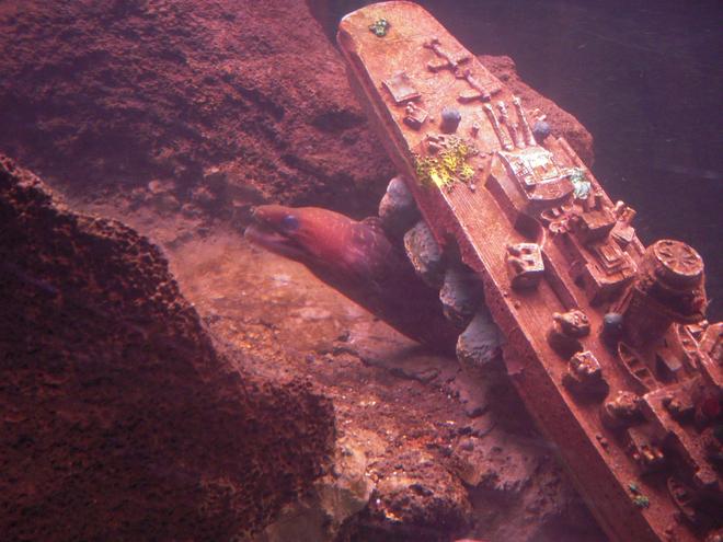 saltwater fish stocking in 125 gallons tank - Barbaned EEL