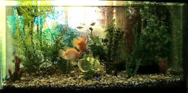 freshwater fish - heros severus x amphilophus citrinellum - blood parrot stocking in 120 gallons tank - Full view of my 120 gallon