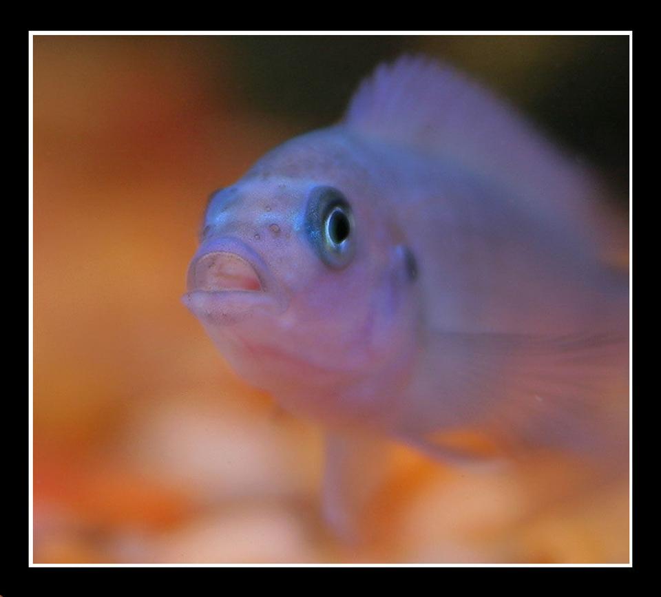 freshwater fish - iodotropheus sprengerae - rusty cichlid stocking in 45 gallons tank - African Cichlid