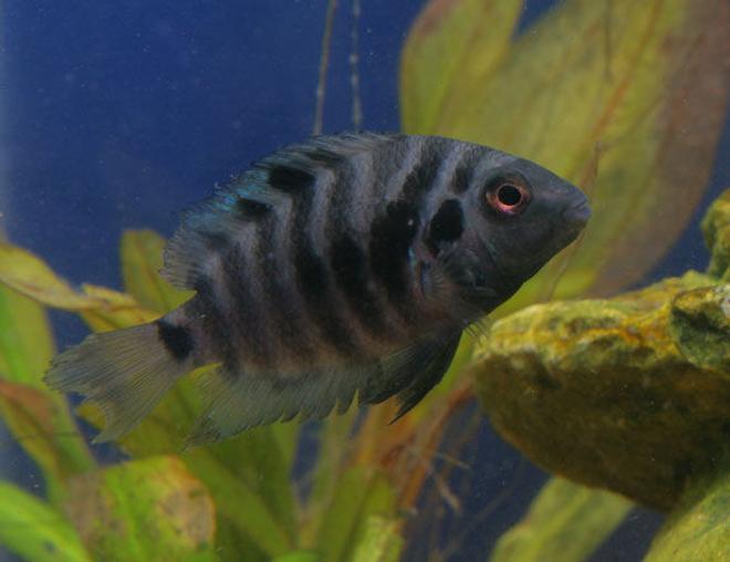freshwater fish - archocentrus nigrofasciatus - black convict cichlid stocking in 45 gallons tank - Convict