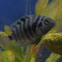 freshwater fish - archocentrus nigrofasciatus - black convict cichlid stocking in 45 gallons tank - Convict