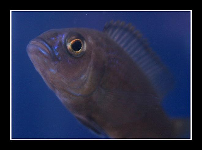 freshwater fish - pseudotropheus saulosi - saulos's mbuna stocking in 45 gallons tank - African