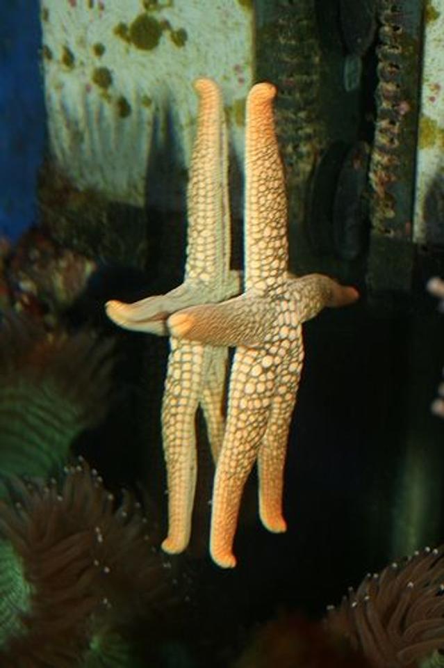 corals inverts - fromia sp. - marble sea star stocking in 40 gallons tank - Orange spotted starfish. He's such a character!