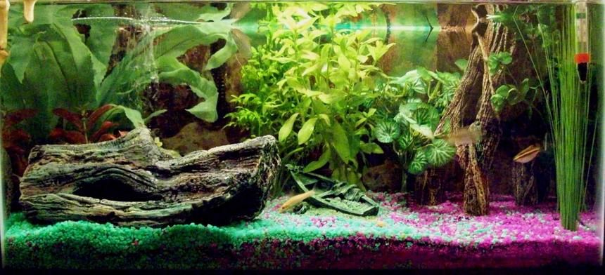 Rated #2109: 10 Gallons Freshwater Fish Tank - 10 gallon tank, 4 barbs, 1 gurami and 1 golden algae eater