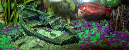 freshwater fish - puntius titteya - cherry barb stocking in 10 gallons tank - male cherry barb