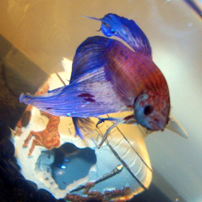 freshwater fish - betta splendens - betta - male stocking in 10 gallons tank - betta