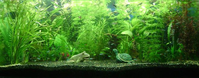 50 gallons planted tank (mostly live plants and fish) - My first tropical aquarium