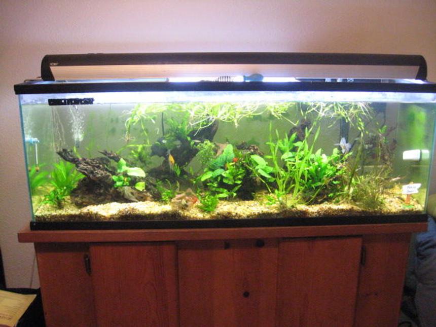 Rated #115: 50 Gallons Planted Tank - all live plants nothing fake. amazon root wood. about 30 fish in this 50 gallon show tank