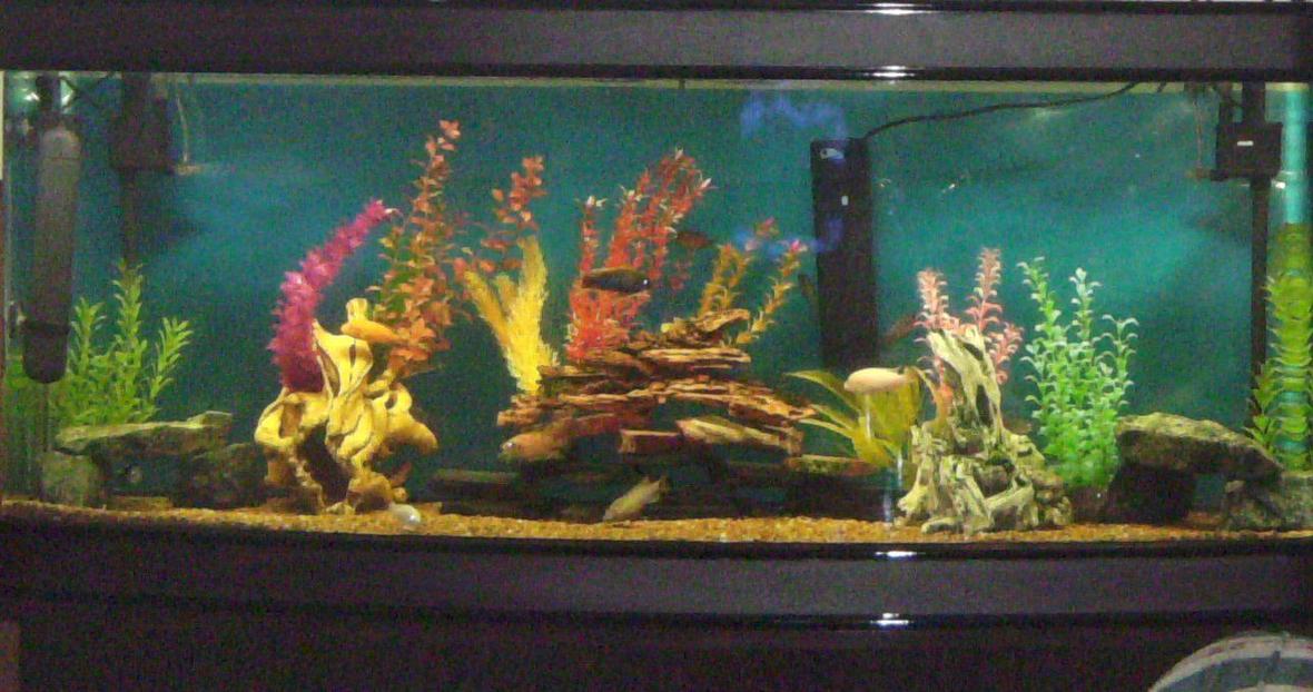 180 gallons freshwater fish tank (mostly fish and non-living decorations) - My African Tank