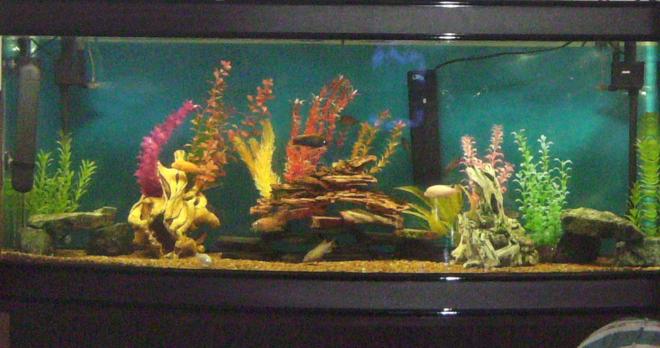 180 gallons freshwater fish tank (mostly fish and non-living decorations) - My African Tank
