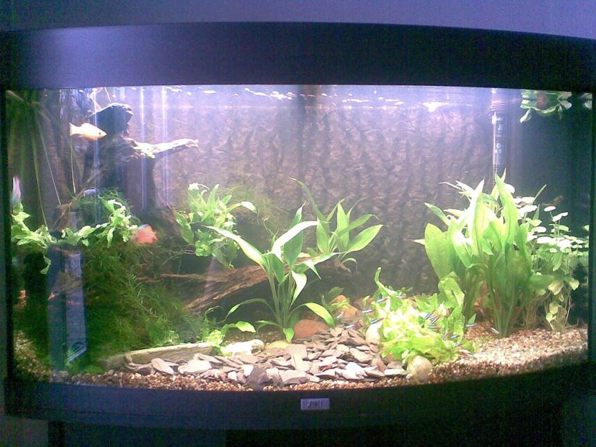 Rated #153: 180 Gallons Planted Tank - Not the clearest of pictures, ill sort out a better one soon