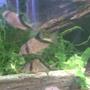 freshwater fish - corydoras aldolfoi - adolfoi cory cat stocking in 180 gallons tank - The 3 Amigo's