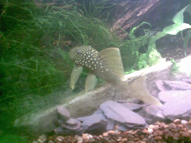 freshwater fish - baryancistrus demantoides - green phantom pleco stocking in 180 gallons tank - Another snap of the phantom menace