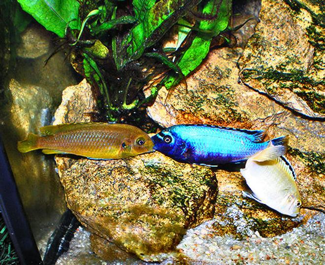 freshwater fish - pseudotropheus polit - polit stocking in 63 gallons tank - Cichlids Kiss