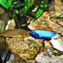 freshwater fish - pseudotropheus polit - polit stocking in 63 gallons tank - Cichlids Kiss