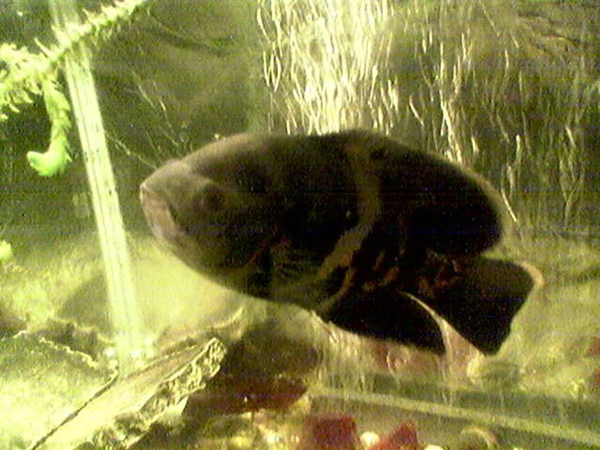 freshwater fish - astronotus ocellatus - tiger oscar stocking in 33 gallons tank - my pal oscar!