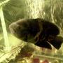 freshwater fish - astronotus ocellatus - tiger oscar stocking in 33 gallons tank - my pal oscar!