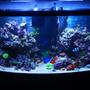 72 gallons reef tank (mostly live coral and fish) - New Pic of my 72 Bowfront. New Aquascape, New Lights, New Ballast, New Corals, New Fish. Enjoy!!!