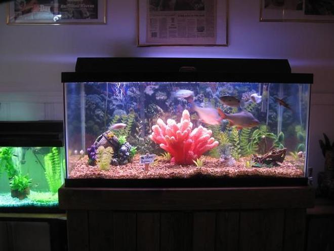40 gallons freshwater fish tank (mostly fish and non-living decorations) - 40 gallon tank