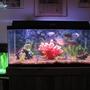 40 gallons freshwater fish tank (mostly fish and non-living decorations) - 40 gallon tank
