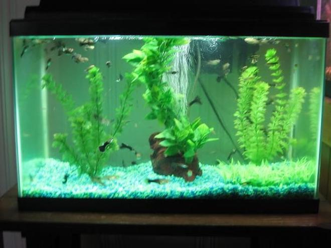 40 gallons freshwater fish tank (mostly fish and non-living decorations) - Guppy Tank; 15 Gallon Tank