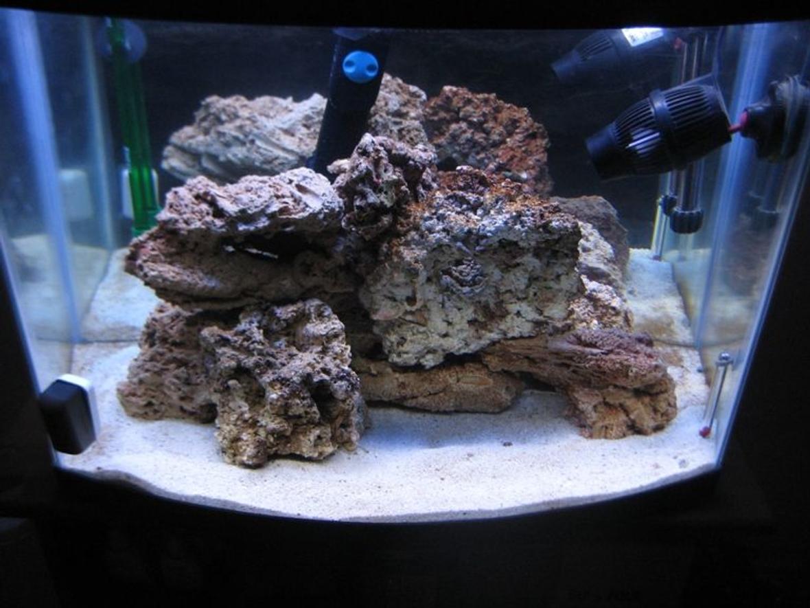 fish tank picture - How my current tank look like without the clown fish