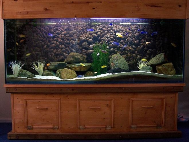 240 gallons freshwater fish tank (mostly fish and non-living decorations) - This is my 240 gallon Malawi tank with about 50 Malawi cichlids and 1 Pleco.