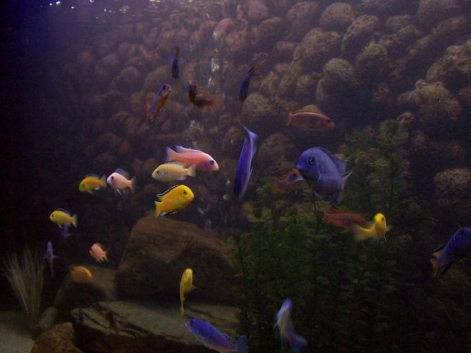 freshwater fish - labidochromis caeruleus - electric yellow cichlid stocking in 240 gallons tank - some of my Mbuna and other Malawi cichlids