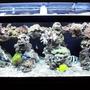 75 gallons reef tank (mostly live coral and fish) - as of 12/5/08