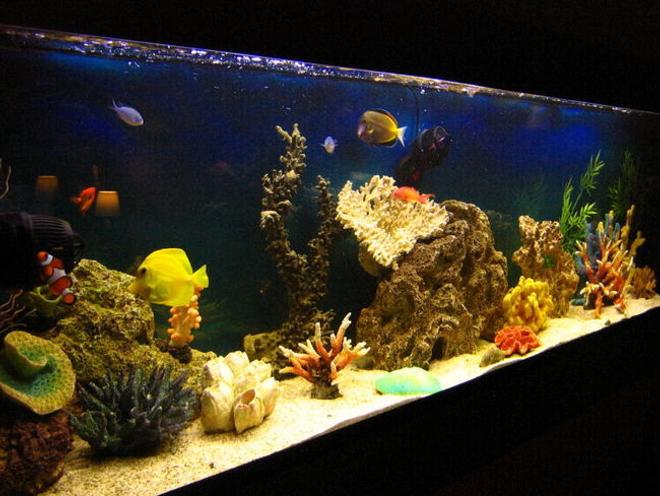 105 gallons saltwater fish tank (mostly fish, little/no live coral) - Fish only tank after 1 year